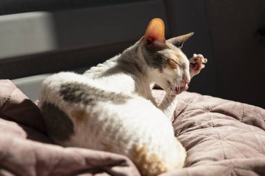 Cornish Rex Kedisi Gün Işığında Yatakta Yatarken Pençesini Temizliyor