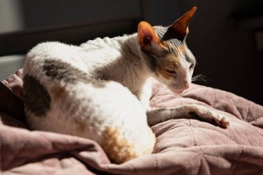 Cornish Rex Kedisi Gün Işığında Yatakta Yatarken Pençesini Temizliyor