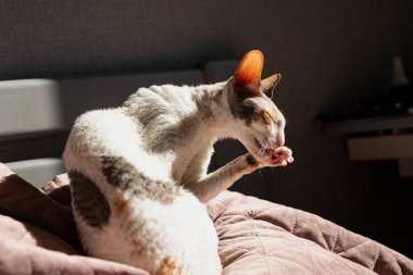 Cornish Rex Kedisi Gün Işığında Yatakta Yatarken Pençesini Temizliyor