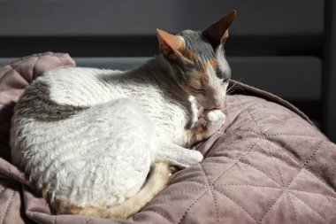 Cornish Rex Kedisi Gün Işığında Yatakta Yatarken Pençesini Temizliyor