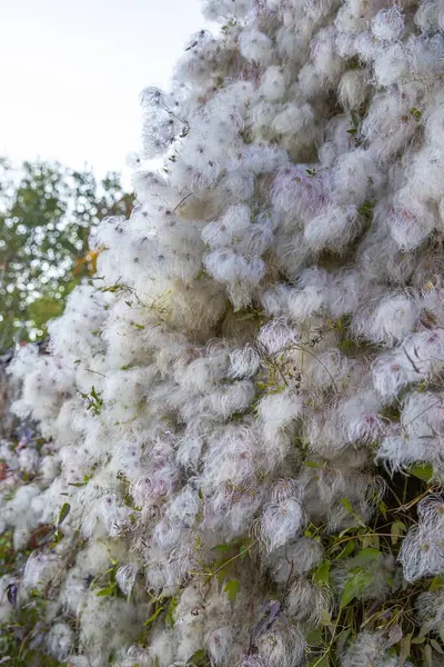 Parklar için Doğal Dekorasyon olarak Clematis Virginiana 'nın Yumuşak Tohumları