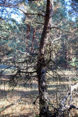 Autumn Forest with Dry Branches and Pine Needle Ground  Textured Natural Background, Trees and Dry Branches in the Woods clipart