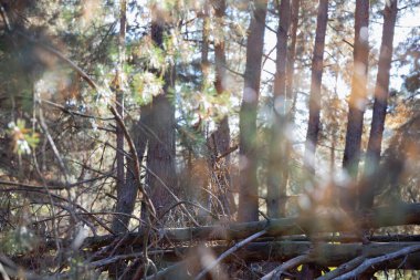 Autumn Forest with Dry Branches and Pine Needle Ground  Textured Natural Background, Trees and Dry Branches in the Woods clipart