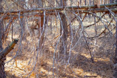 Autumn Forest with Dry Branches and Pine Needle Ground  Textured Natural Background, Trees and Dry Branches in the Woods clipart