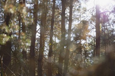 Kuru Dalları ve Çam İğnesi Zeminli Sonbahar Ormanı Ağaçlar ve Kuru Dallar Ormanda Dokuma Doğası