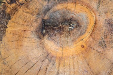 Açık kahverengi arka planda ağaç halkaları ve organik desenli doğal ahşap doku.