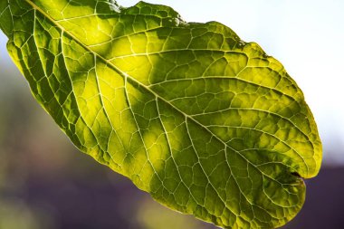 Yeşil Yaprak Arkaplanı: Görünür Damarlar ve Dokularla Ayrıntılı Resim