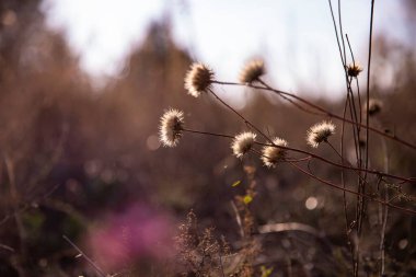 Kurumuş çiçekler bulanık sonbahar manzarasına karşı tabiatın doğal güzelliği ılık tonlarda.