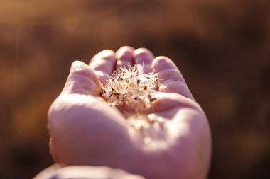 A hand holding dandelion seeds illuminated by soft evening light against an autumn landscape clipart