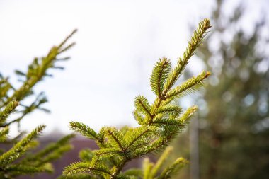 Yılbaşı ve tatil ruhunun sembolü olarak gün ışığında yeşil köknar dalları