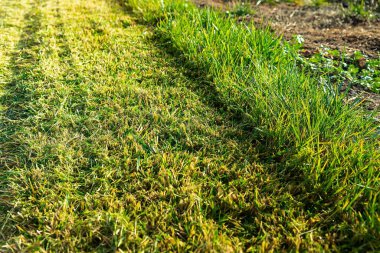 Taze biçilmiş çimlerin Çimen Bakımı Konseptinde Yakın plan