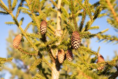 Güneş Işığıyla Aydınlanan Parlak Yeşil Spruce Dalları, Bayram ve Yeni Yıl Kartları İçin Doğal Bir Arka plan İdeal
