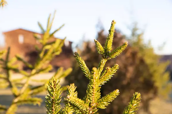Güneş Işığıyla Aydınlanan Parlak Yeşil Spruce Dalları, Bayram ve Yeni Yıl Kartları İçin Doğal Bir Arka plan İdeal