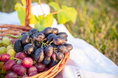 Piknik Battaniyesi Taze Hasat ve Açık Hava Gevşemesi Üzerine Hasat Sepetinde Üzüm Paketleri