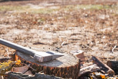 Güneşli bir günde odun yığını ve baltası kütüğün içinde sıkışmış meraklı bir kedi.