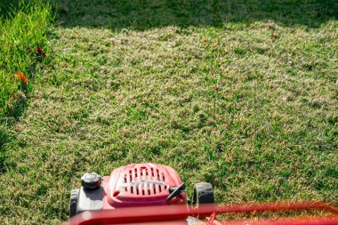 Kırmızı ve Siyah Çim Biçme Makinesi Güneşli Arka Bahçede Taze Yeşil Çim Kesiyor