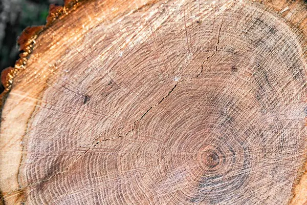 Ağaç Gövdesinin Görünür Yıllık Halkaları ve Doğal Ahşap Dokusuyla Çapraz Bölümü