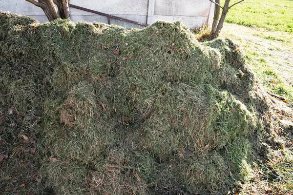 Taze kesilmiş çimen yığını güneşli bir açık hava ayarında, gübreleme veya gübreleme için ideal