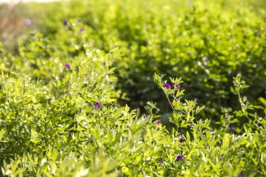 Güneşli bir tarlada mor çiçekli yemyeşil yonca bitkilerinin yakın çekimi