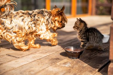 Red curly-haired puppy and striped kitten on a wooden terrace playing near a food bowl in the sunlight clipart