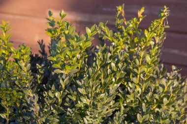 Yakından bakınca yemyeşil boxwood yaprakları gün ışığında