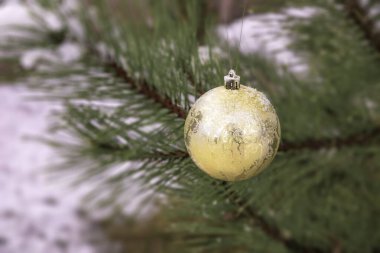 Karlı bir çam dalında altın Noel süsü. Açık hava şenliği.