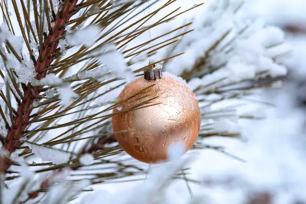 Karlı bir çam dalında altın Noel süsü. Açık hava şenliği.