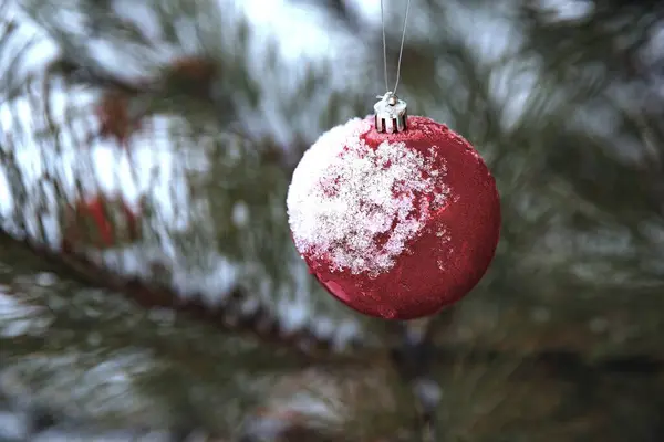 Karla kaplı kırmızı Noel süsü bir çam dalına asılı bayram süsü.