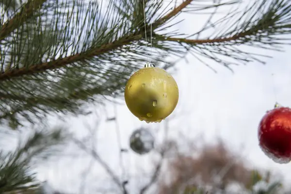 Karlı bir çam dalında kışın gökyüzüne karşı kırmızı Noel süsü