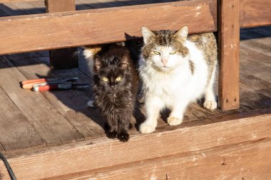 Cats and Kittens on a Wooden Porch on a Sunny Day clipart