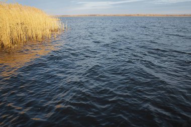 Günbatımında Altın Sazlar Ay ve Gökyüzünde Bulutlar