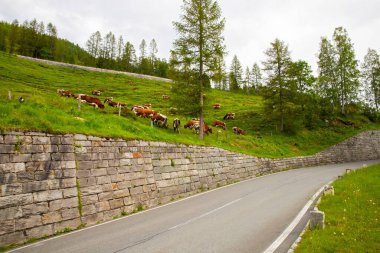 Kahverengi ve Beyaz İnekler sürüsü Alplerdeki yemyeşil bir dağda otluyor.