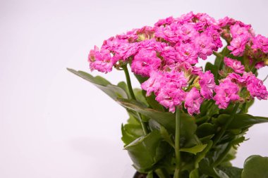 Pembe Kalanchoe Beyaz Arkaplanda Bir Saksıda