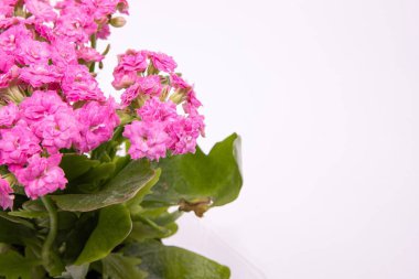 Pembe Kalanchoe Beyaz Arkaplanda Bir Saksıda