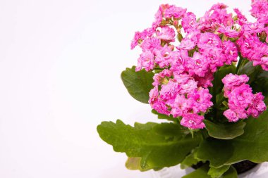 Pembe Kalanchoe Beyaz Arkaplanda Bir Saksıda