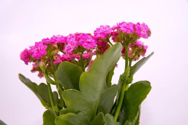 Pembe Kalanchoe Beyaz Arkaplanda Bir Saksıda