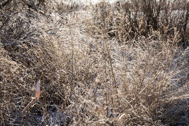 Donmuş Sunlit Çalıları Soğuk bir kış sabahı Buz kristalleriyle kaplandı