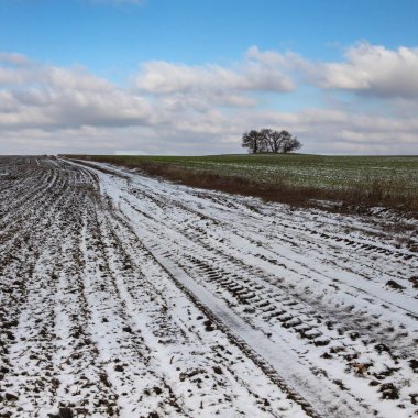 Kış buğday tarlaları karla kaplı, kışın başında yeşil filizler.
