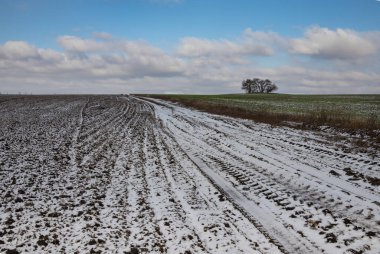 Kış tarlalarında yeşil filizler ve yuvarlanan tepelerde kar parçaları var.