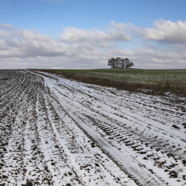 Kış tarlalarında yeşil filizler ve yuvarlanan tepelerde kar parçaları var.