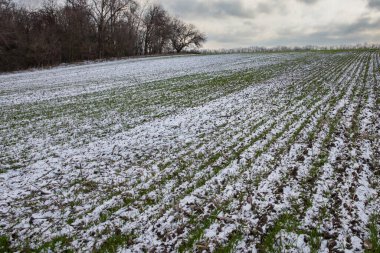 Kış tarlalarında yeşil filizler ve yuvarlanan tepelerde kar parçaları var.