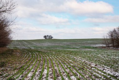 Kış tarlalarında yeşil filizler ve yuvarlanan tepelerde kar parçaları var.