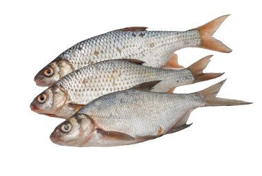 Beyaz Arkaplanda Üç Taze Nehir Balığı Satılık veya Pişirmeye Hazır
