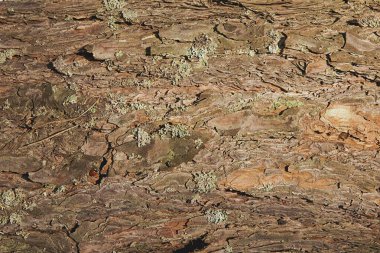 Çam ağacı kabuğunun doğal çatlak ve liken dokusuna yakın plan. Organik desenli ayrıntılı ahşap yüzey.