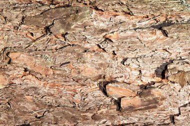Çam ağacı kabuğunun doğal çatlak ve liken dokusuna yakın plan. Organik desenli ayrıntılı ahşap yüzey.