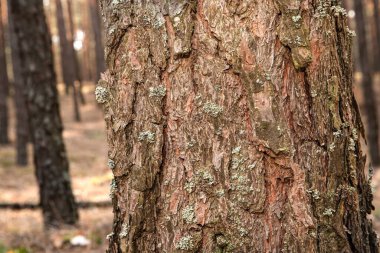 Çam ağacının kabuğuyla ormandaki yosunların yakın çekimi. Ağaç gövdesinin desenli doğal yüzeyi.