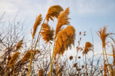 Kuru sazlıklar üzerinde altın gün batımı, sıcak güneş ışığı ve sakin atmosferli doğa arka planı