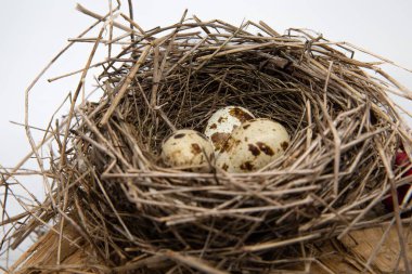 Tahta yüzeyde kuru dallardan yapılmış benekli yumurtaları olan kuş yuvası, ilkbahar doğa bileşimi.