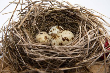Tahta yüzeyde kuru dallardan yapılmış benekli yumurtaları olan kuş yuvası, ilkbahar doğa bileşimi.