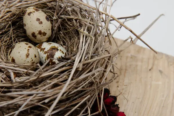 Tahta yüzeyde kuru dallardan yapılmış benekli yumurtaları olan kuş yuvası, ilkbahar doğa bileşimi.